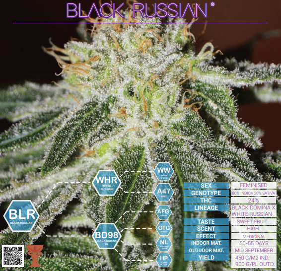 Black Russian Delicious Seeds (PACK X 3)