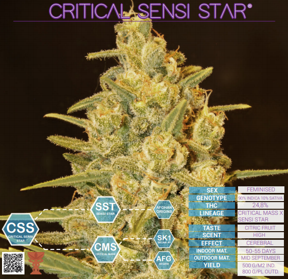 Critical Sensi Star Delicious Seeds (PACK X 3)