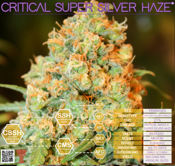 Critical Super Silver Haze Delicious Seeds (PACK X 3)