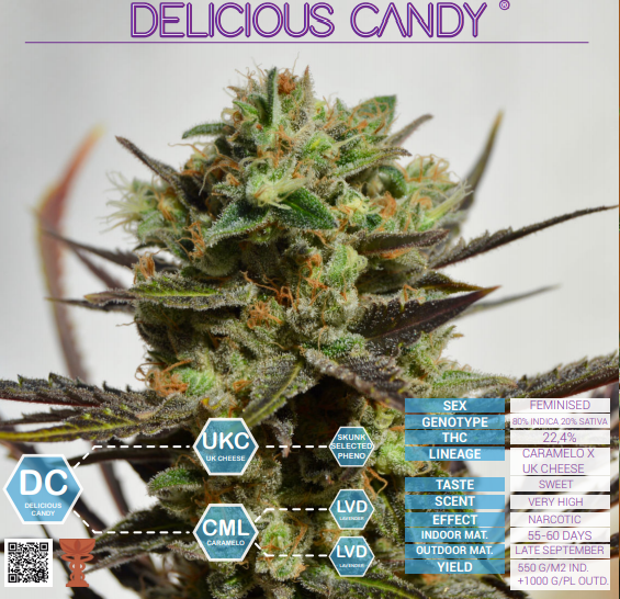 Delicious Candy Delicious Seeds (PACK X 3)
