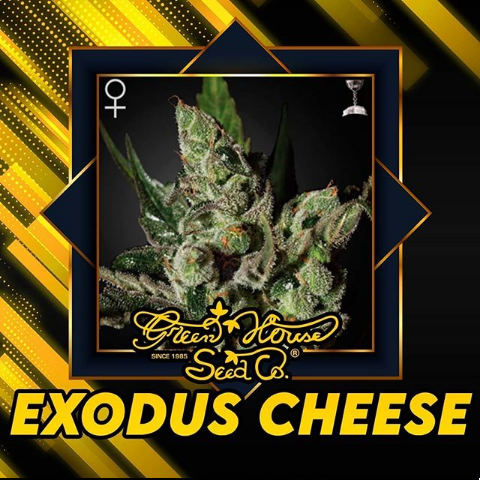 Exodus Cheese Green House Seeds Co.