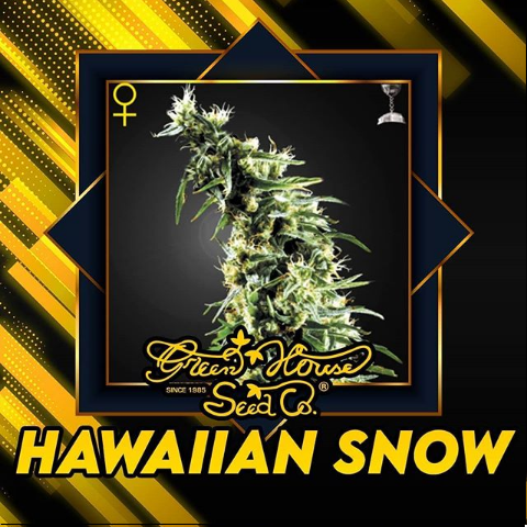 Hawaiian Snow Green House Seeds Co.