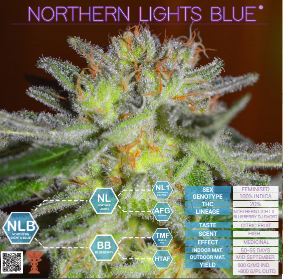 Northern Light Blue Delicious Seeds (PACK X 3)