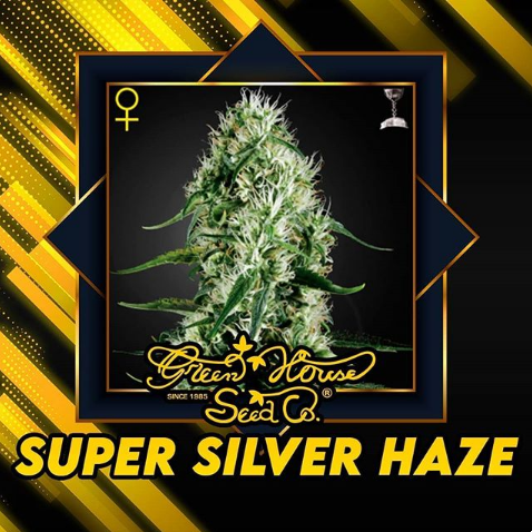 Super Silver Haze Green House Seeds Co.