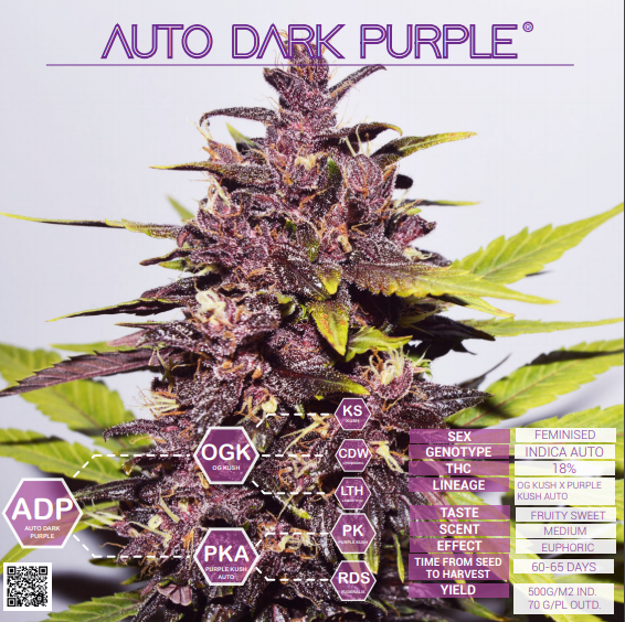 Auto Dark Purple Delicious Seeds