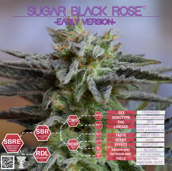Sugar Black Rose Early Version Delicious Seeds