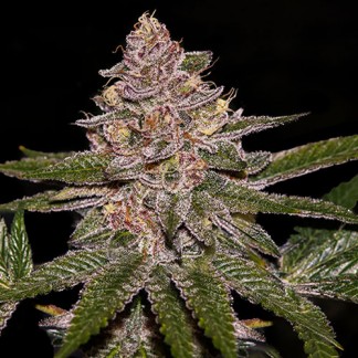 Semillas de cannabis feminizadas RADICAL JUICE AUTO