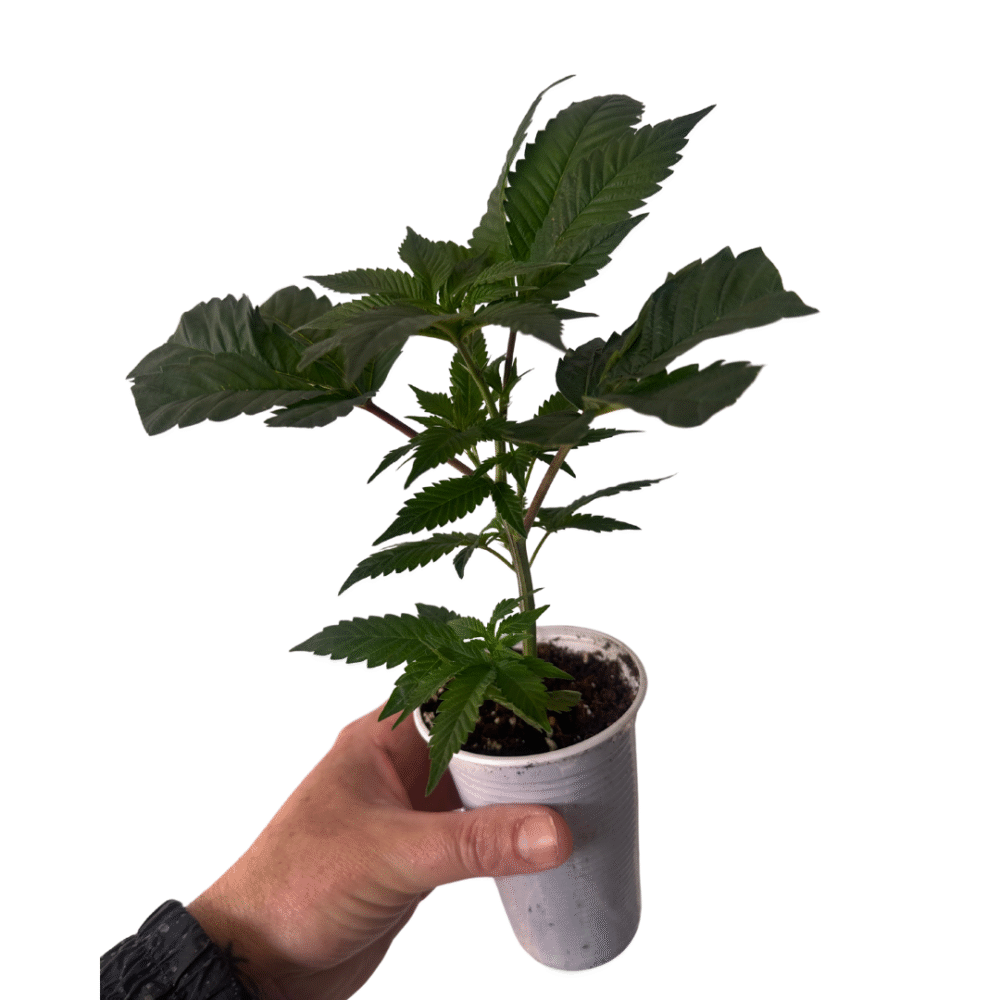 ESQUEJE PREMIUM EXCLUSIVA 24K GOLD (pheno tangie) X1