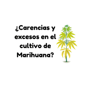 Lee más sobre el artículo ¿Carencias y excesos en el cultivo de Marihuana?