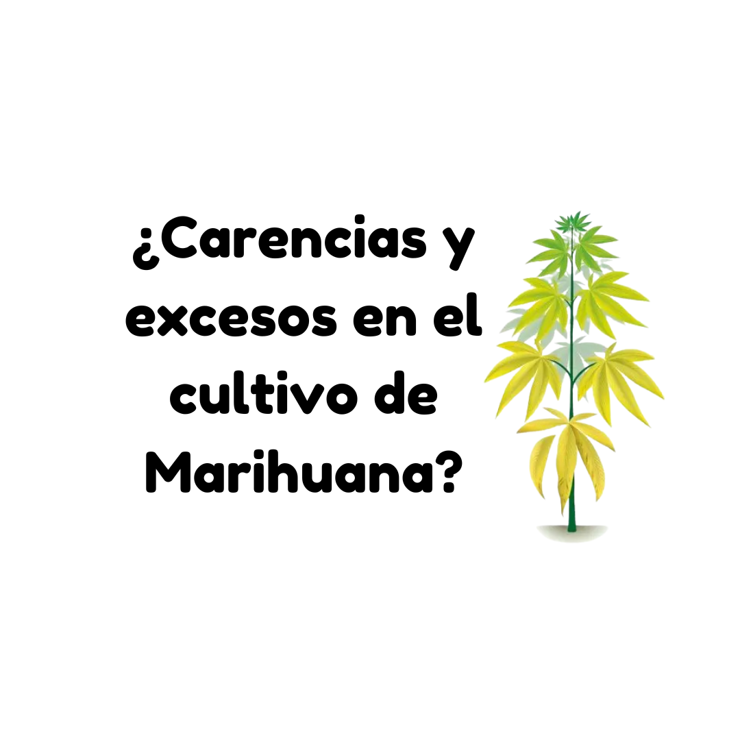 En este momento estás viendo ¿Carencias y excesos en el cultivo de Marihuana?