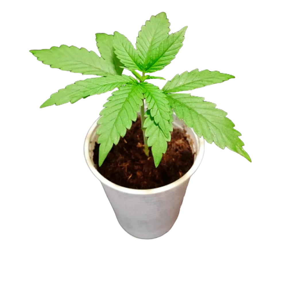 PLANTIN  - X1 UNIDAD