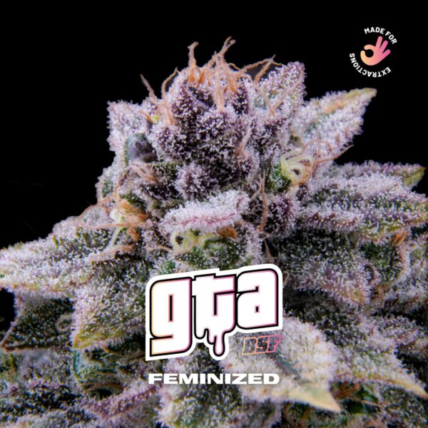 GTA pack x 12