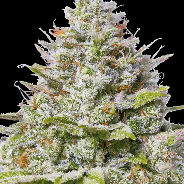 Blue Gelato 41 pack x 3