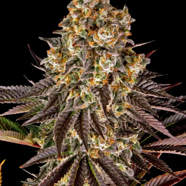 Gelato #45  pack x 3