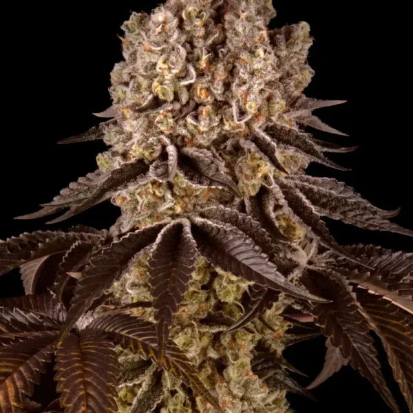 Purple Punch pack x 3