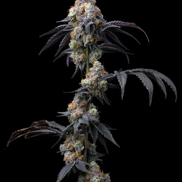 Rainbow Sherbet pack x 3