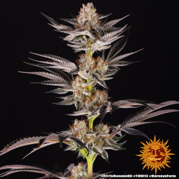 RS11 x Banana OG PACK X 3