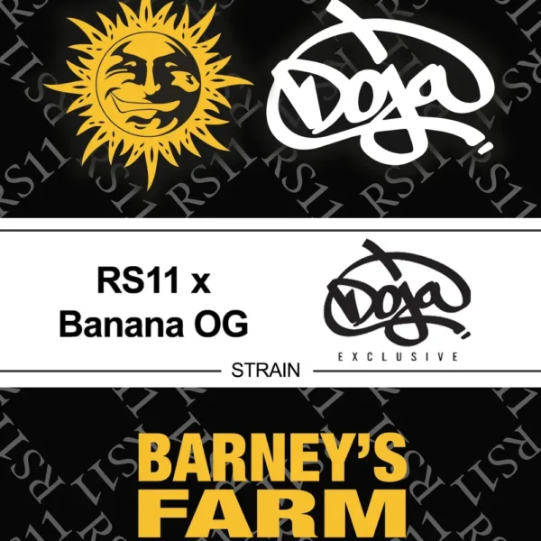 RS11 x Banana OG PACK X 3