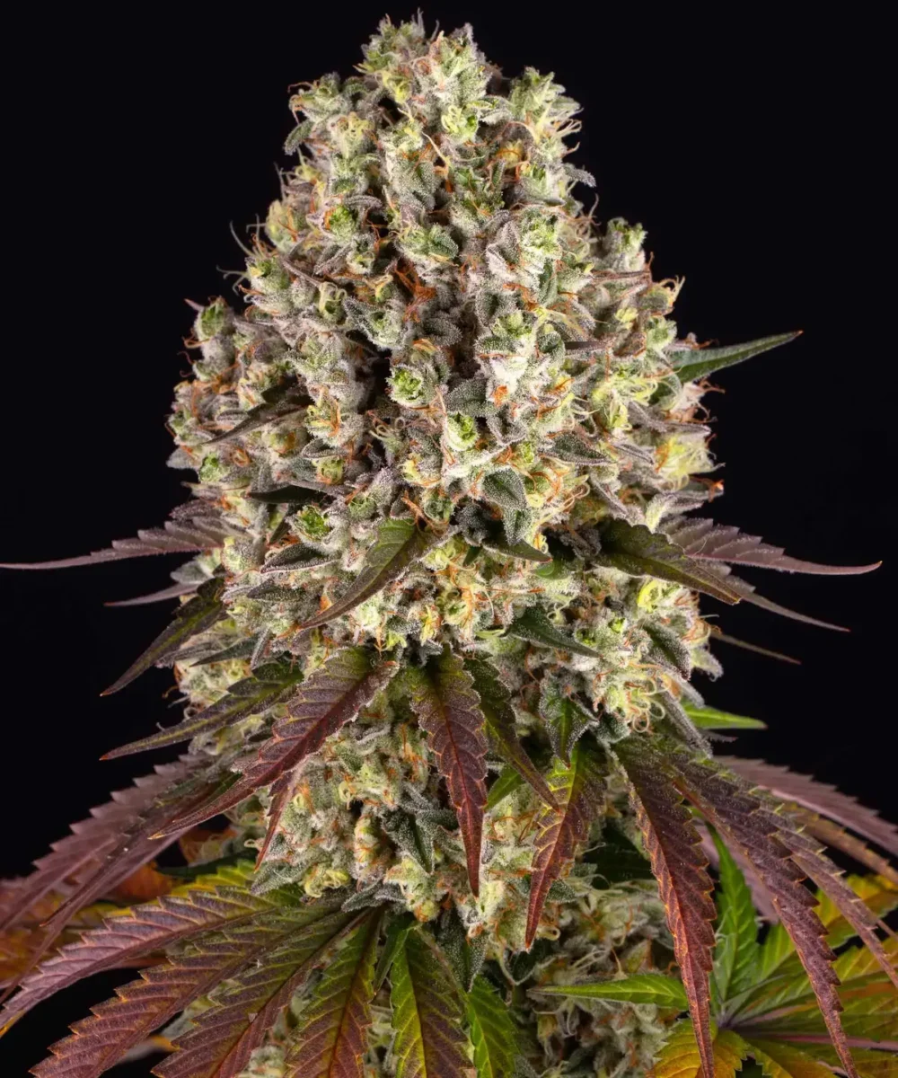 Sour Diesel pack x 3